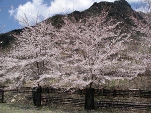 足尾に咲く桜